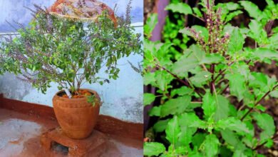 Simple Ways to Protect a Tulsi Plant From Ants