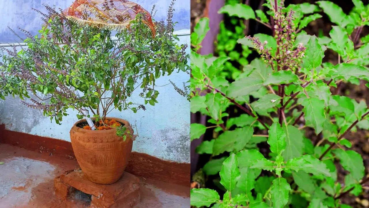 Simple Ways to Protect a Tulsi Plant From Ants