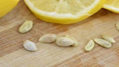 Swallowed a Lemon Seed by Mistake Here Is What Usually Happens