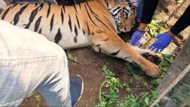 Amravati Tiger Dies: Tiger Linked to Four Deaths Dies During Treatment in Maharashtra