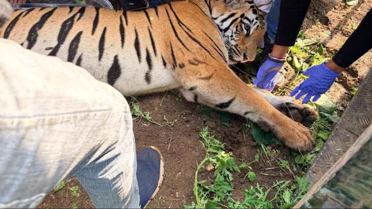 Amravati Tiger Dies: Tiger Linked to Four Deaths Dies During Treatment in Maharashtra