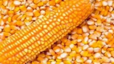 Corn Prices Rise to Rs 2,775: Corn Prices Rise Further at Warangal Enumamula Market