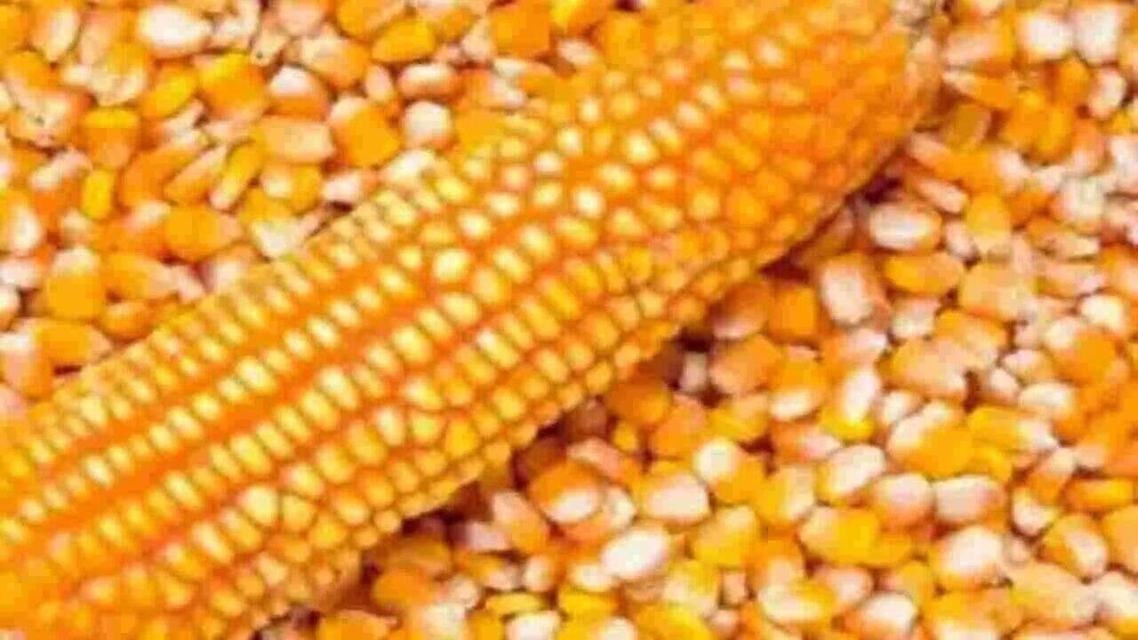 Corn Prices Rise to Rs 2,775: Corn Prices Rise Further at Warangal Enumamula Market