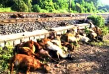 Train Accident in Ghatkesar: Train Accident Claims Around 100 Sheep in Medchal