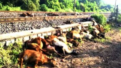 Train Accident in Ghatkesar: Train Accident Claims Around 100 Sheep in Medchal