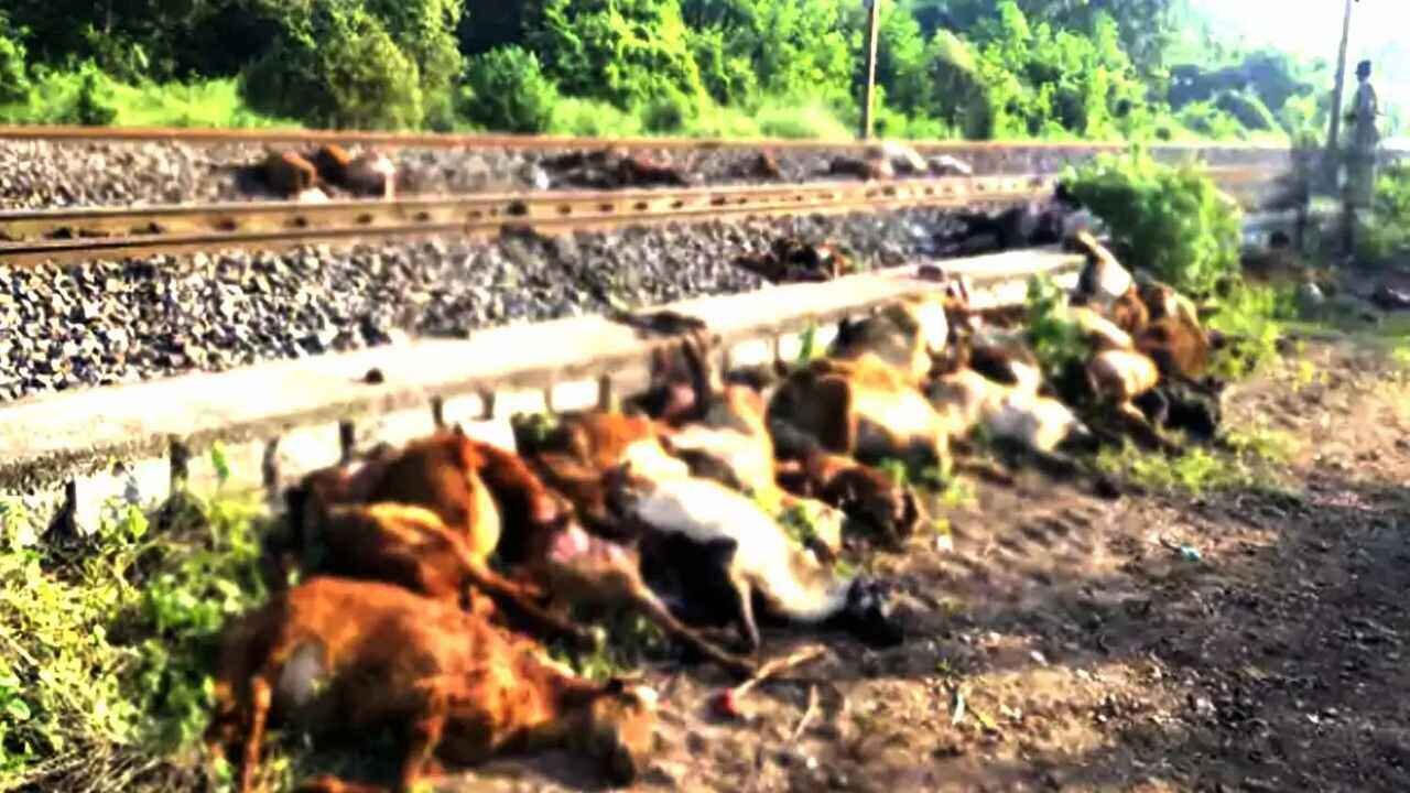 Train Accident in Ghatkesar: Train Accident Claims Around 100 Sheep in Medchal