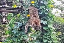 Leopard Death in Chandrapur: Leopard Dies After Coming Into Contact With Power Transformer While Chasing Monkey