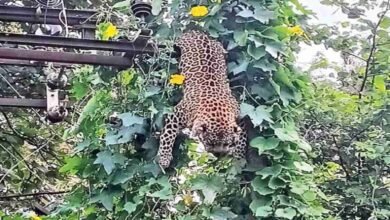 Leopard Death in Chandrapur: Leopard Dies After Coming Into Contact With Power Transformer While Chasing Monkey