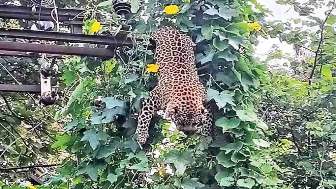 Leopard Death in Chandrapur: Leopard Dies After Coming Into Contact With Power Transformer While Chasing Monkey